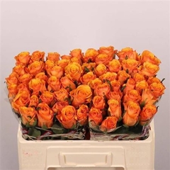 R Gr Tycoon 50cm