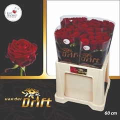 R Gr Red Naomi! 60cm 5cm