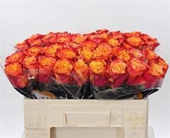 R Gr Fire Fly 50cm 5,5cm