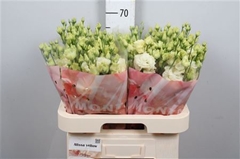 Eust G Alissa Yellow 70cm