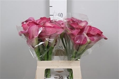 Zanted Candy Dream 60cm
