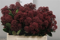 Skim J Rubella Bunch 40cm