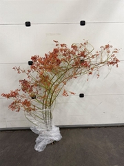 Rosa Corallo Rfruits 160cm