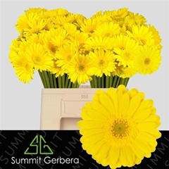 Germini Moreno 50cm 7cm Ø