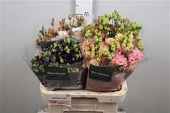 Eust G Mix In Box 70cm