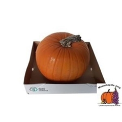 Cuc Maxima Halloween