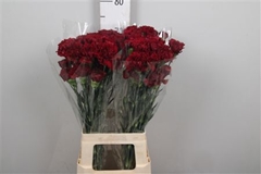 Di St Zurigo 65cm 24