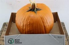 Cuc Maxima Halloween