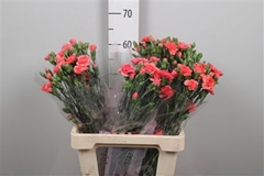Di Tr Orange Amelie 65cm 23