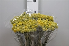 Craspedia 60cm