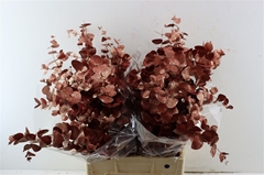 Euca Cinerea P Bunch 70cm 200gram