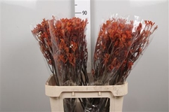 Anigoz Sienna Gold 80cm