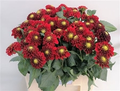 Dahl Red Fox 55cm
