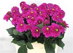 Dahl Purple Fox 55cm