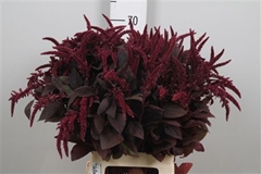 Amar Cruen Velvet 70cm