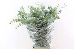 Euca Cinerea P Bunch 70cm 200gram