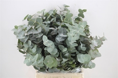 Euca Cinerea P Bunch 45cm 150gram