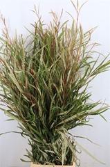 Grevi Spiderman 70cm 200gram