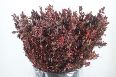 Myrtus Bes 65cm 400gram