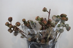 Eucalyptus Blad Bunch 65cm