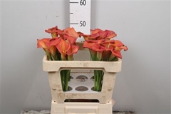 Zanted Dutch Glory 50cm