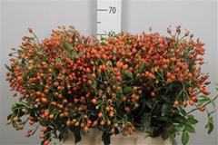 Rosa Magical Miracle 60cm