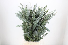 Eucalyptus Baby Blue 80cm 200gram