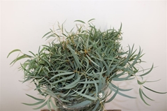 Eucalyptus Nicholii 65cm 300gram