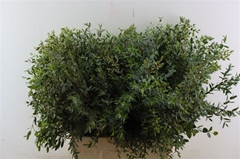 Euc Parvifolia P Bs 70cm 300gram
