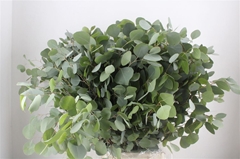 Euc Polyan Frui P Bs 65cm 300gram