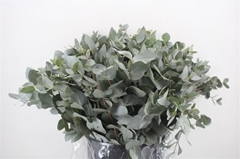 Euca Cinerea P Bunch 45cm 300gram