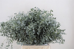 Euca Gunnii P Bs 45cm 150gram