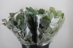 Euc Polyan Frui P Bs 45cm 150gram