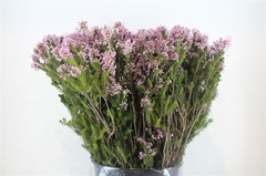 Erica Bicolor 60cm