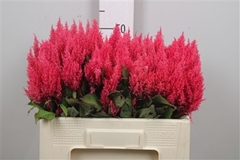 Cel P Cent Purp Rose 55cm