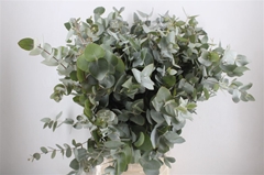 Euca Cinerea P Bunch 70cm 300gram