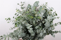 Euca Cinerea P Bunch 70cm 400gram