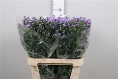 Ast Cassandra 85cm 40gram