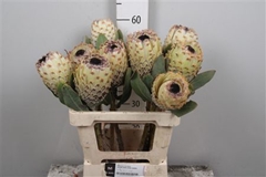 Protea B Snow Queen 60cm