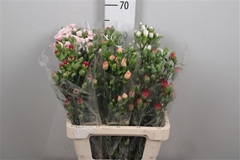 Di Tr Gem In Fust 65cm 23