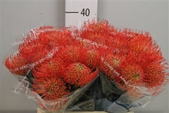 Leuco Co Succession 40cm