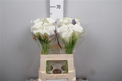 Zant Whitehorse 60cm 1gram