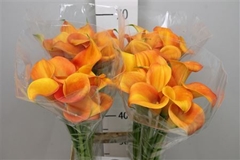 Zanted Dutch Glory 70cm