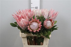 Protea Cynaroides 60cm