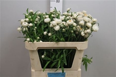 Helichrysum Ov 65cm