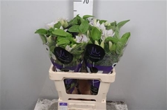 Clem Amazing Vienna 60cm 24 4