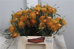 Banksia Formosa 40cm