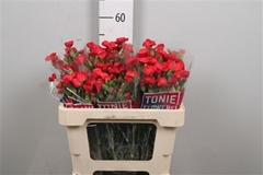 Di Tr Red Diamonds 55cm 23