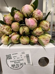 Paeo L Flor Nicholls 55cm 23 Cl