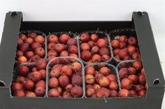Malus Other Per Bak 250gram